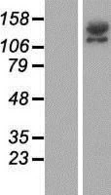 Western Blot: RIMS2 Overexpression Lysate [NBP2-07300]