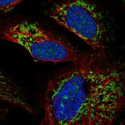 Immunocytochemistry/ Immunofluorescence: RIMS3 Antibody [NBP2-58519]