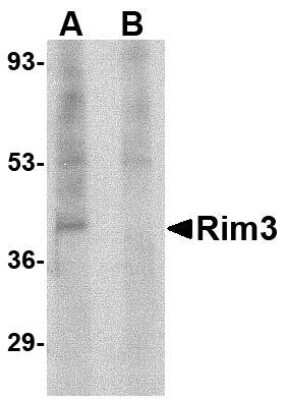 Western Blot: RIMS3 AntibodyBSA Free [NBP1-76874]