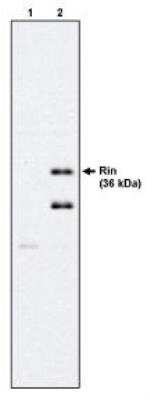 Western Blot: RIN1 Antibody (27G2) [NBP2-66642]