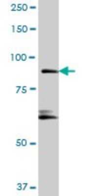 Western Blot: RIN1 Antibody [H00009610-B01P]