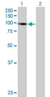 Western Blot: RIN1 Antibody [H00009610-B01P]