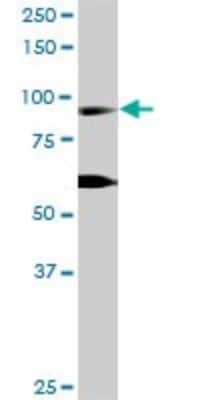 Western Blot: RIN1 Antibody [H00009610-D01P]