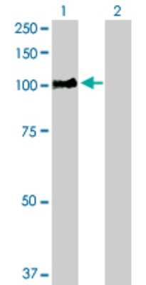 Western Blot: RIN1 Antibody [H00009610-D01P]