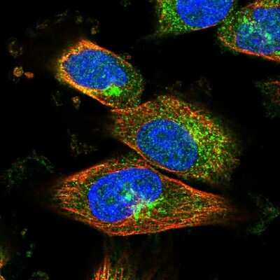 Immunocytochemistry/ Immunofluorescence: RIN2 Antibody [NBP1-80854]