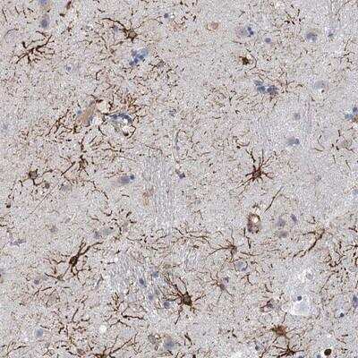 Immunohistochemistry-Paraffin: RIN3 Antibody [NBP1-83603]