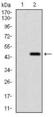 Western Blot: RING1 Antibody (8C12F4)BSA Free [NBP2-37370]