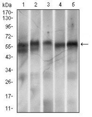 Western Blot: RING1 Antibody (8C12F4)BSA Free [NBP2-37370]