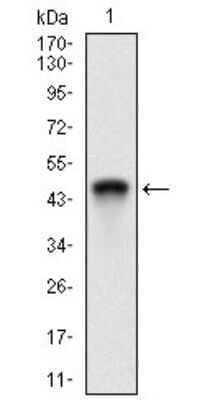 Western Blot: RING1 Antibody (8E8A2)BSA Free [NBP2-37319]