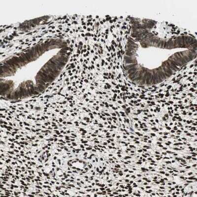 Immunohistochemistry-Paraffin: RING1 Antibody [NBP1-80830]