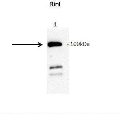 Immunoprecipitation: RINL Antibody [NBP2-85640]