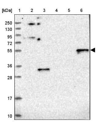 Western Blot: RINL Antibody [NBP1-93742]