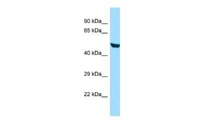 Western Blot: RINL Antibody [NBP2-85640]