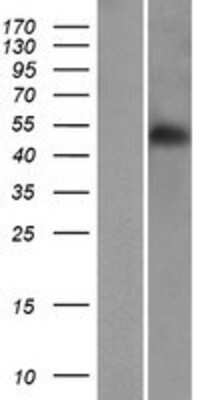 Western Blot: RINL Overexpression Lysate [NBP2-04701]