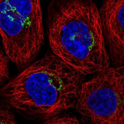 Immunocytochemistry/ Immunofluorescence: RINT1 Antibody [NBP2-55330]