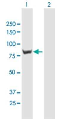 Western Blot: RINT1 Antibody [H00060561-B01P]