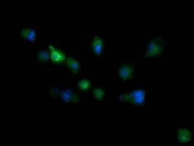 Immunofluorescence: RIOK2 Antibody (OTI3E11) [NBP2-45960]