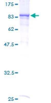 SDS-PAGE: Recombinant Human RIOK2 GST (N-Term) Protein [H00055781-P01]