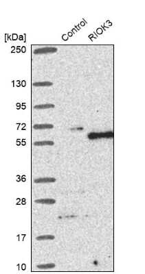 Western Blot: RIOK3 Antibody [NBP1-86983]