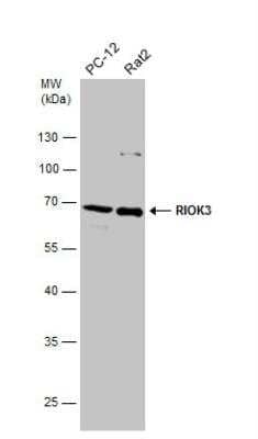 Western Blot: RIOK3 Antibody [NBP2-20165]