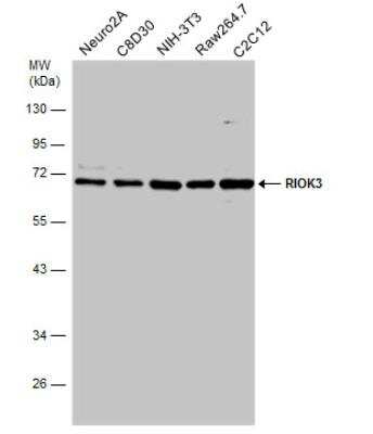 Western Blot: RIOK3 Antibody [NBP2-20165]