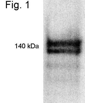 Western Blot: RIP140 Antibody [NB110-5122]