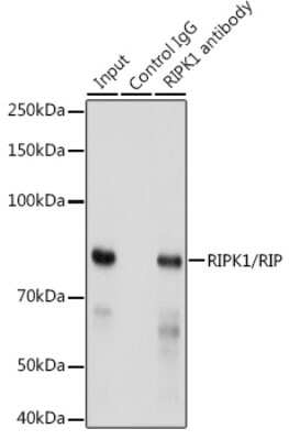 Immunoprecipitation: RIPK1/RIP1 Antibody (2V4N8) [NBP3-15786]