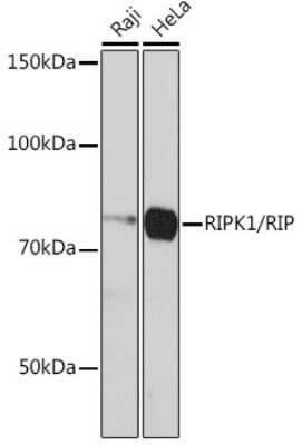 Western Blot: RIPK1/RIP1 Antibody (2V4N8) [NBP3-15786]