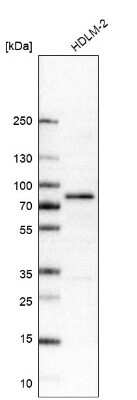 Western Blot: RIPK1/RIP1 Antibody (CL11368) [NBP3-15118]