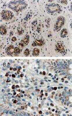 Immunohistochemistry-Paraffin: RIPK1/RIP1 Antibody [NB100-56160]