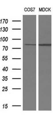 Western Blot: RIPK1/RIP1 Antibody (OTI2D6)Azide and BSA Free [NBP2-73911]