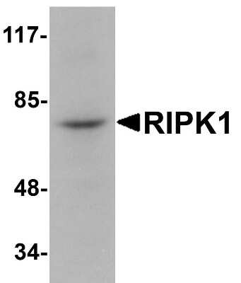 Western Blot: RIPK1/RIP1 AntibodyBSA Free [NBP1-77077]