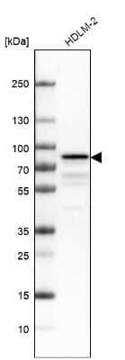 Western Blot: RIPK1/RIP1 Antibody [NBP1-87128]