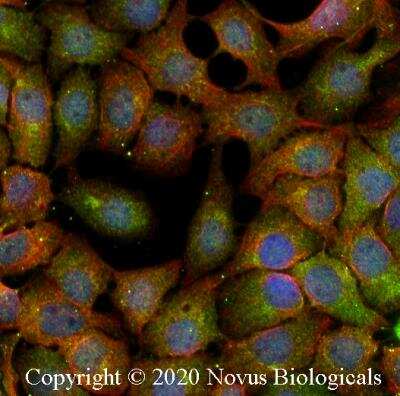 Immunocytochemistry/ Immunofluorescence: RIPK2 Antibody - BSA Free [NBP1-32424]