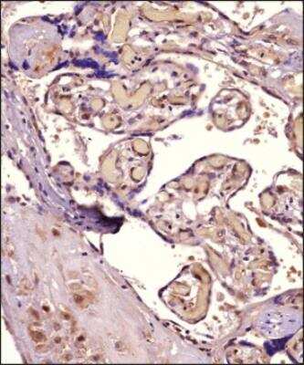 Immunohistochemistry-Paraffin: RIPK2 Antibody - BSA Free [NBP1-32424]