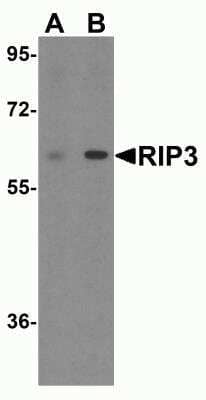 Western Blot: RIPK3/RIP3 Antibody Blocking Peptide [NBP1-77299PEP]