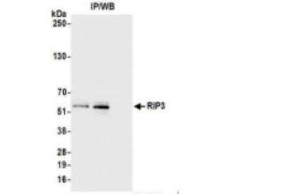 Immunoprecipitation: RIPK3/RIP3 Antibody [NBP2-32257]