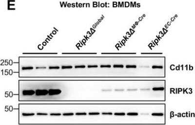 Knockout Validated: RIPK3/RIP3 Antibody - BSA Free [NBP1-77299]
