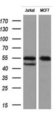 Western Blot: RIPK3/RIP3 Antibody (OTI1B3)Azide and BSA Free [NBP2-73912]