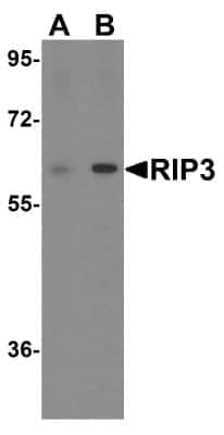 Western Blot: RIPK3/RIP3 AntibodyBSA Free [NBP1-77299]