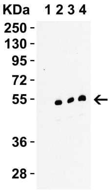 Western Blot: RIPK3/RIP3 AntibodyBSA Free [NBP1-77299]