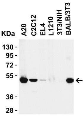 Western Blot: RIPK3/RIP3 AntibodyBSA Free [NBP1-77299]