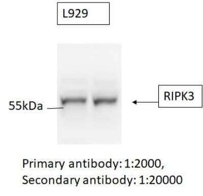 Western Blot: RIPK3/RIP3 AntibodyBSA Free [NBP1-77299]