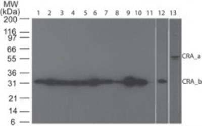 Western Blot: RIPK3/RIP3 AntibodyBSA Free [NBP2-24588]