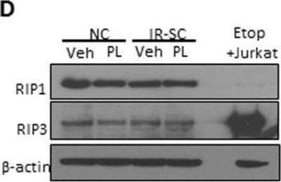 Western Blot: RIPK3/RIP3 AntibodyBSA Free [NBP2-24588]