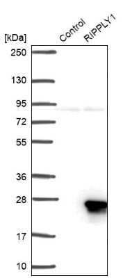 Western Blot: RIPPLY1 Antibody [NBP2-14766]