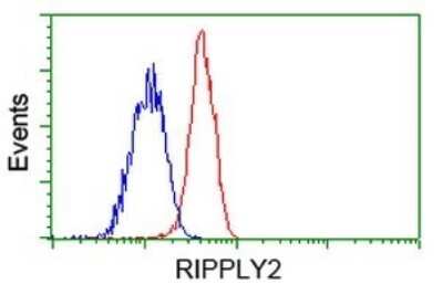 Flow Cytometry: RIPPLY2 Antibody (OTI1B5) [NBP2-45961]