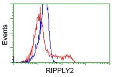 Flow Cytometry: RIPPLY2 Antibody (OTI1B5) [NBP2-45961]