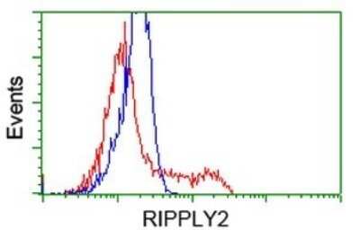 Flow Cytometry: RIPPLY2 Antibody (OTI1B5) - Azide and BSA Free [NBP2-73913]