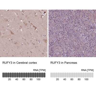 Immunohistochemistry-Paraffin: RIPX Antibody [NBP2-48558]